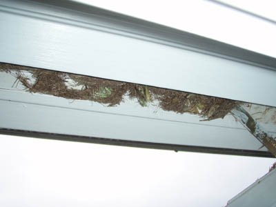 wasp window frame grass nest stuffs into bird