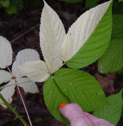 chimera leaves blackberry butterfly bush squirrel articles related problems