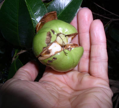 Camellia – Planting Seed | Walter Reeves: The Georgia Gardener