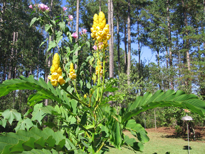 candlestick plant