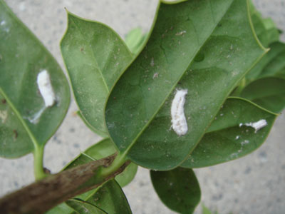 Cottony Camellia Scale – On Holly | Walter Reeves: The Georgia Gardener