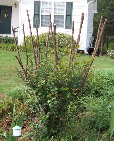 Crapemyrtle – Correcting Dead Top | Walter Reeves: The Georgia Gardener