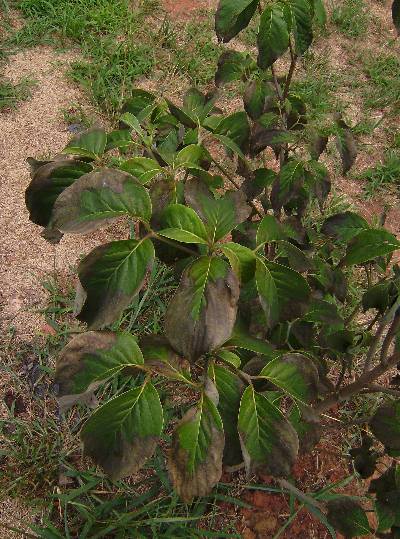 Dogwood+tree+bark+damage