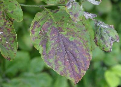 Are+dogwood+tree+berries+poisonous