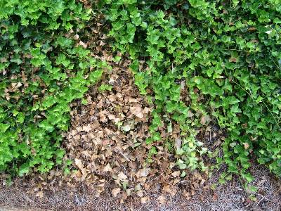ivy dying english fungicide