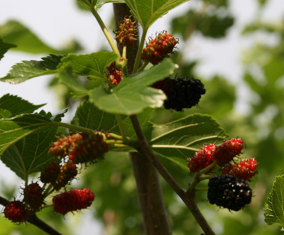 Dogwood+tree+fruit+is+edible