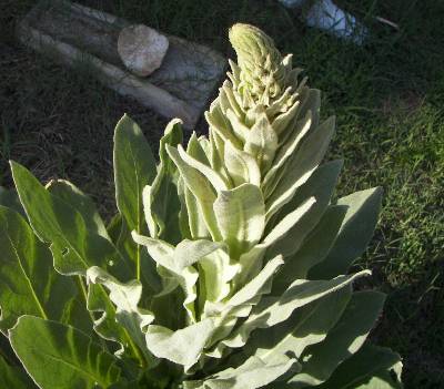 identification mullein helpful found