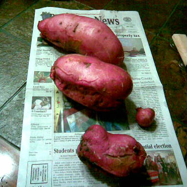 Ornamental Sweet Potato Edible Or Not Walter Reeves The