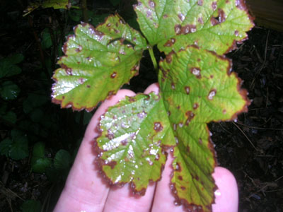 raspberry leaf spot pdf pubs aces uiuc vista edu web