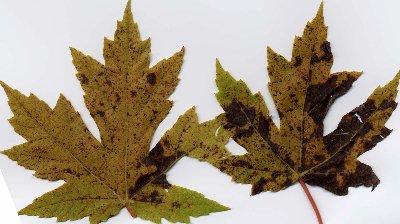 maple leaf spot