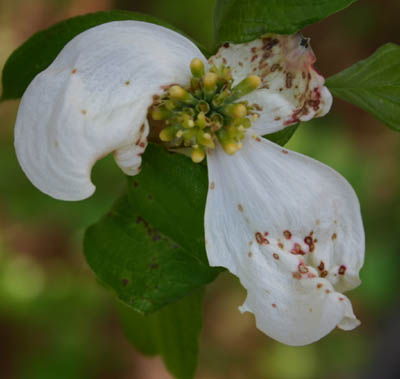 Dogwood+tree+diseases+pictures