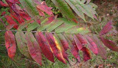 sumac poison identification georgia staghorn walterreeves poisonous plants choose board
