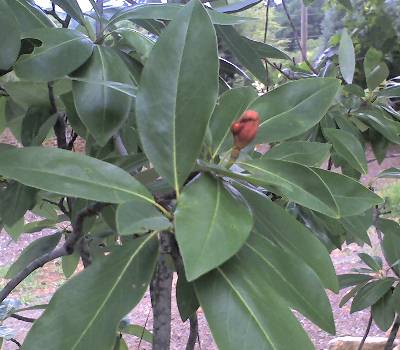 sweetbay magnolia tree pictures. See Sweetbay Magnolia