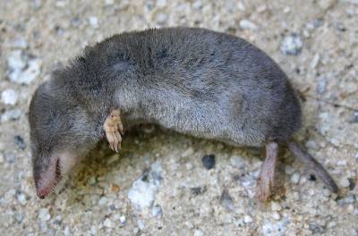 voles and moles