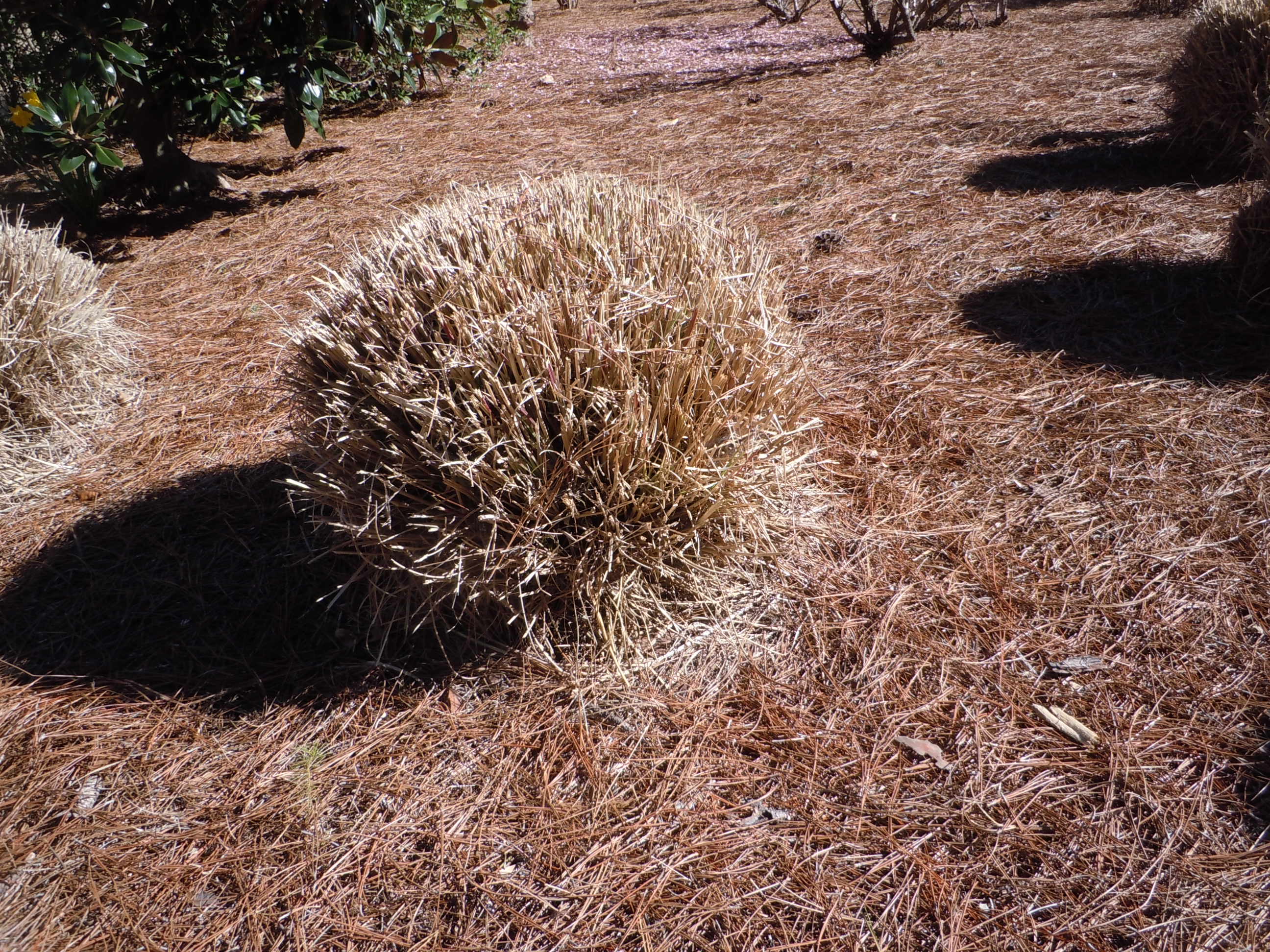 how-to-cut-down-ornamental-grasses-for-the-spring-clean