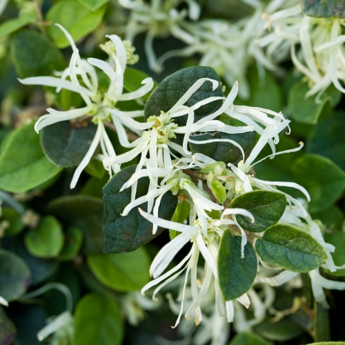 Loropetalum Varieties and Sizes Walter Reeves The Gardener