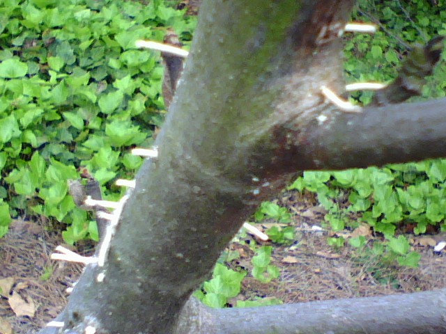 Ambrosia Beetle On Fig Branch 2 Walter Reeves The Georgia Gardener 