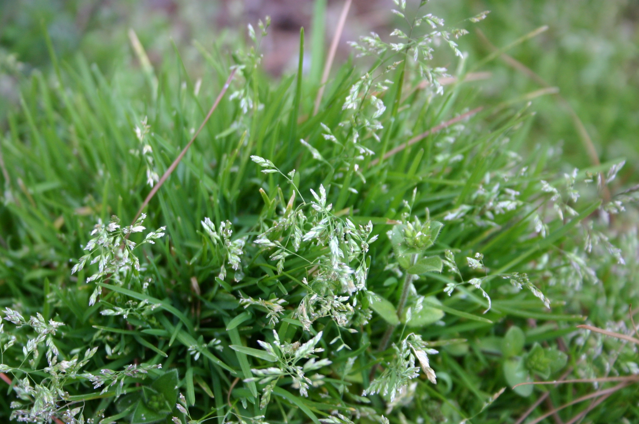 Annual Bluegrass – Control in Fall-planted Fescue | Walter Reeves: The