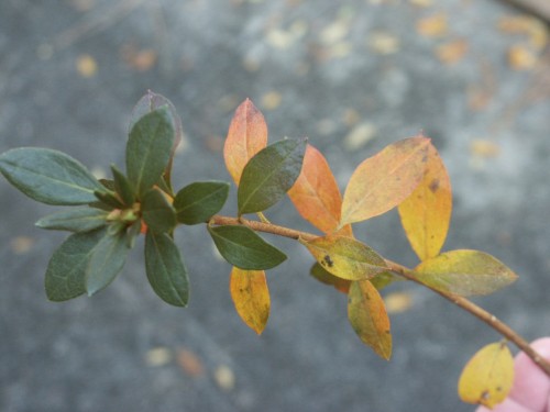 Azalea Leaf