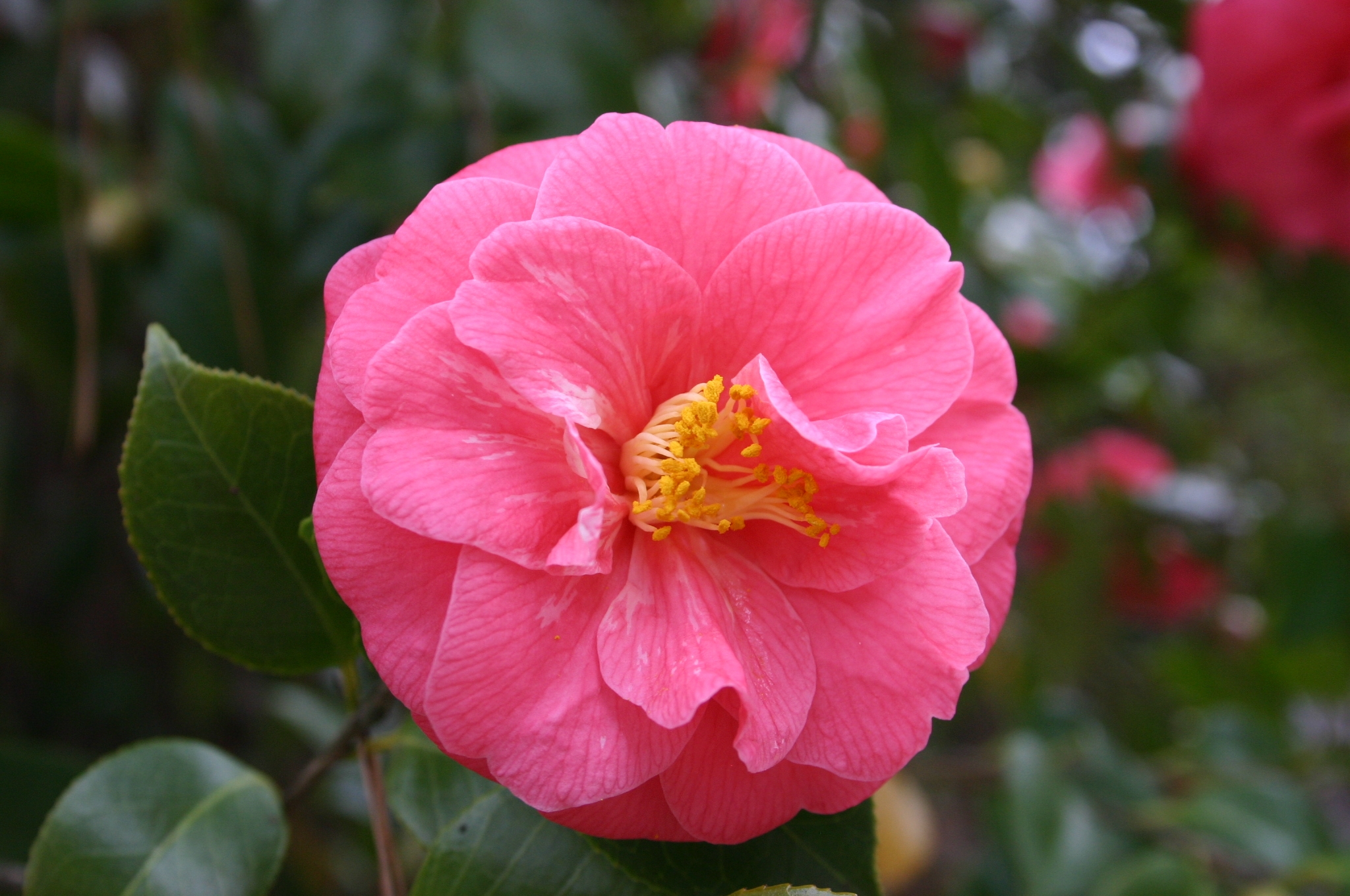 Camellias – Feeding | Walter Reeves: The Georgia Gardener