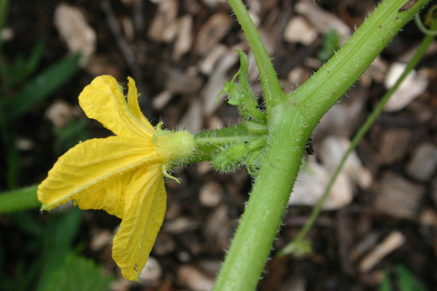 cucumber male flower 2 « Walter Reeves The Gardener