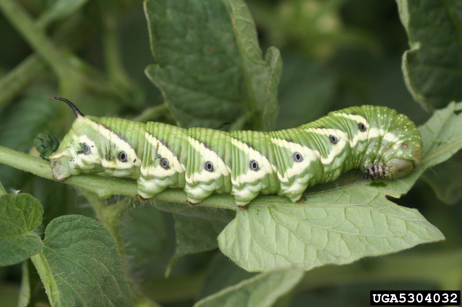 download hornworms on tomato plants