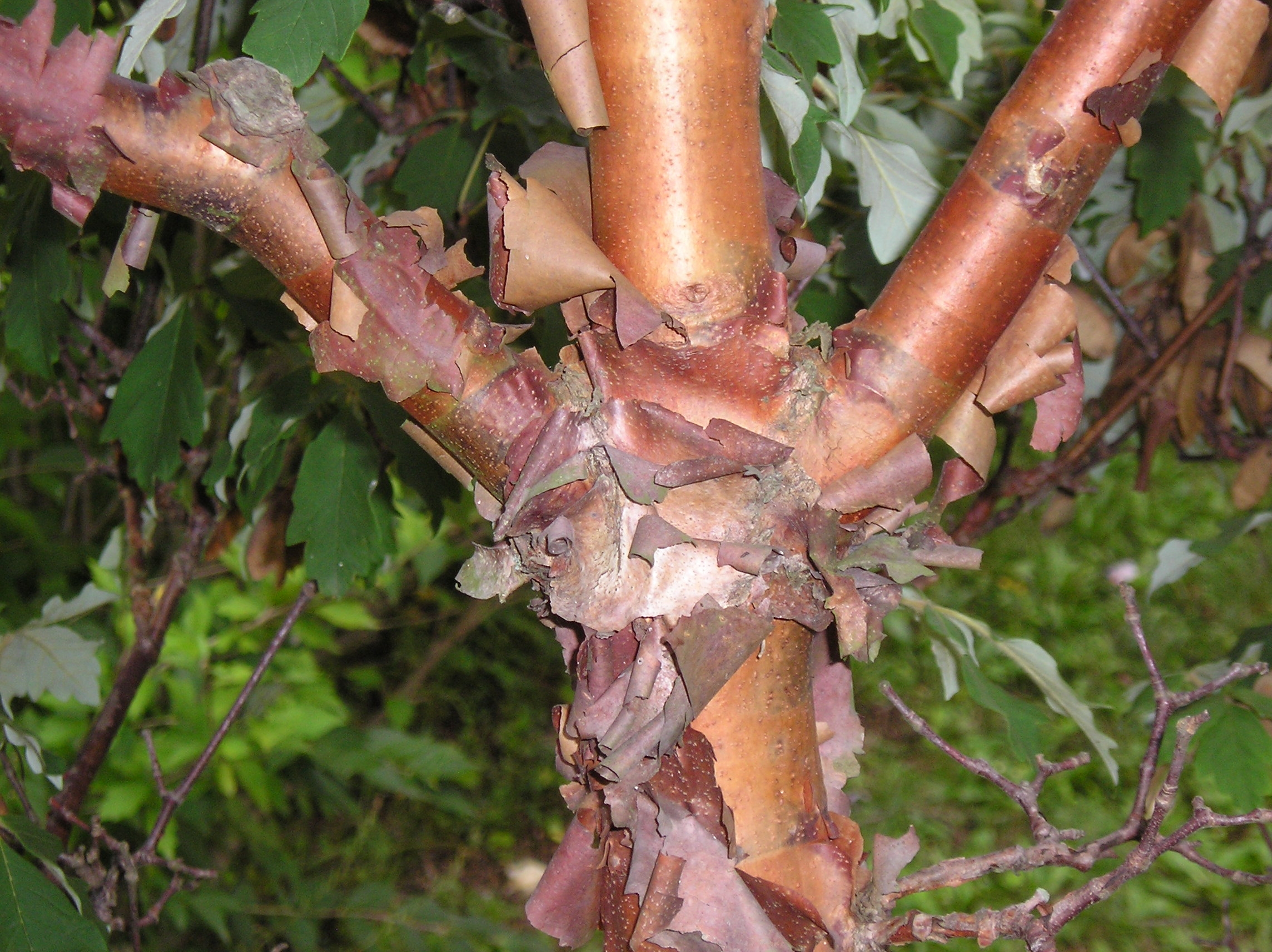 do paperbark maple tree roots go to water systems