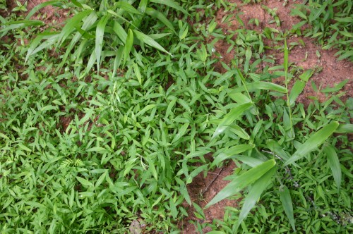 microstegium clump weed identification stiltgrass georgia grass eulalia common grassy control