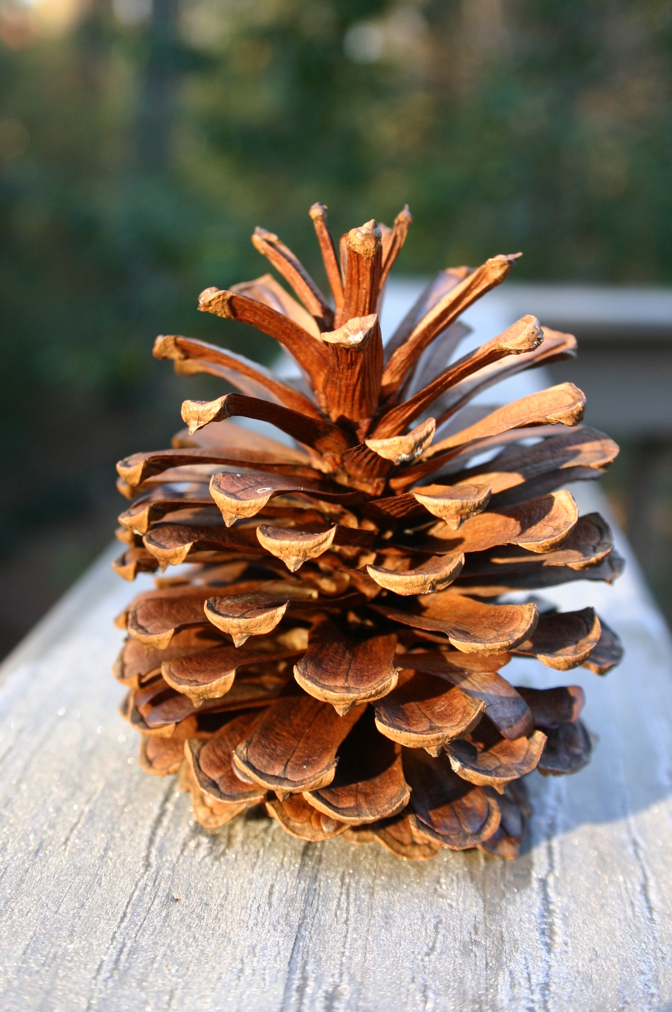 Pine Cones Opening Walter Reeves The Georgia Gardener