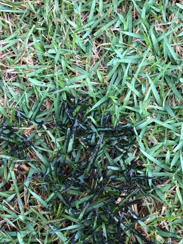 slime-mold-on-lawn-walter-reeves-the-georgia-gardener