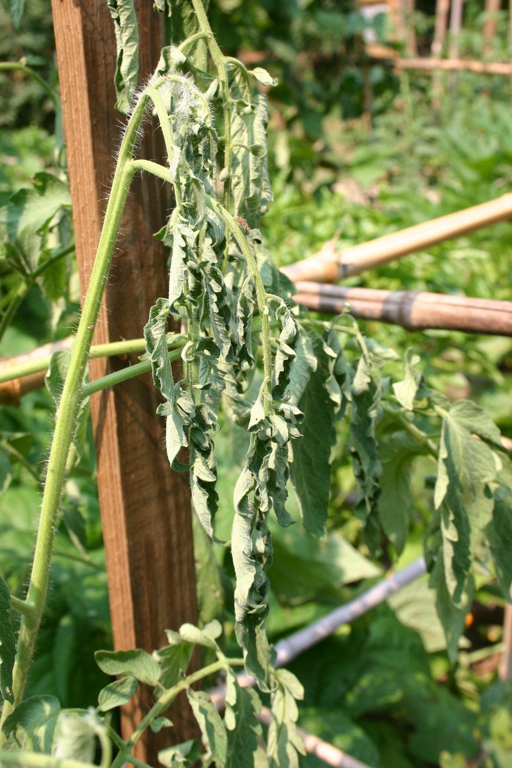 Tomato Bacterial Wilt 1 Walter Reeves The Georgia Gardener