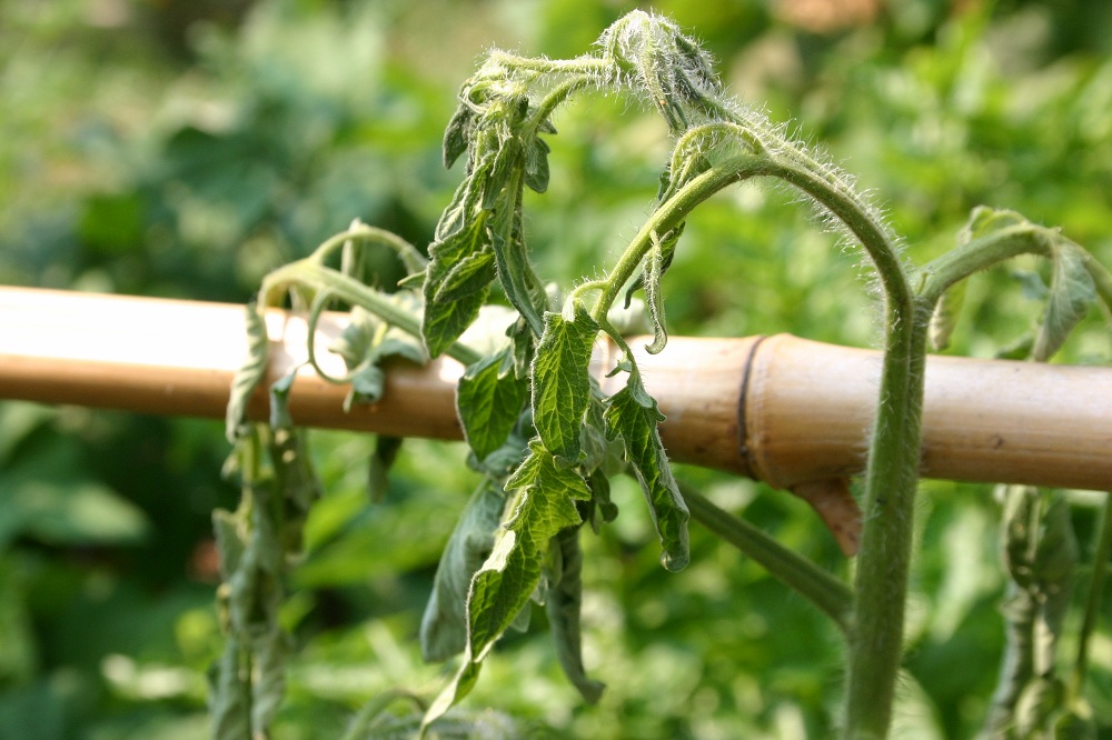 how to get rid of bacterial wilt on baby sage plant