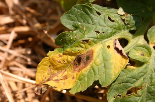 does dusting sulpher treat tomato early blight