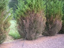 needle blight on leyland cypress