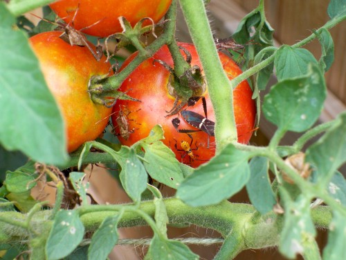 leaf-footed-bugs-on-tomato-walter-reeves-the-georgia-gardener