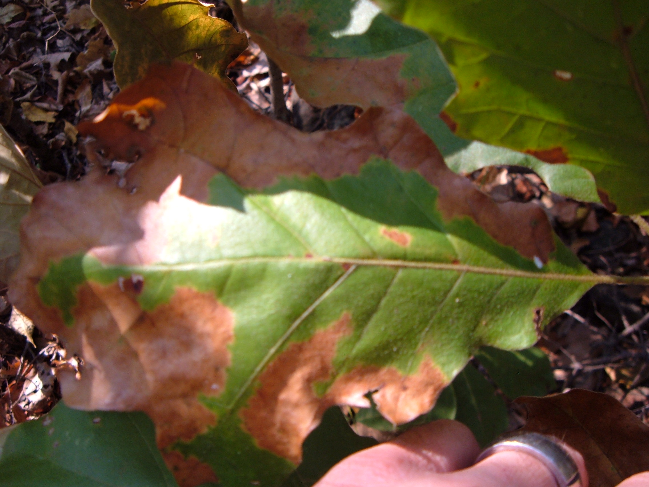 hydrangea leaf scorch