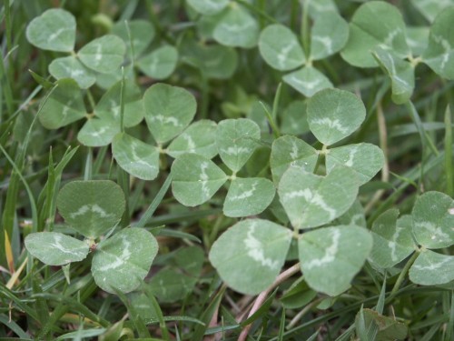 clover weed