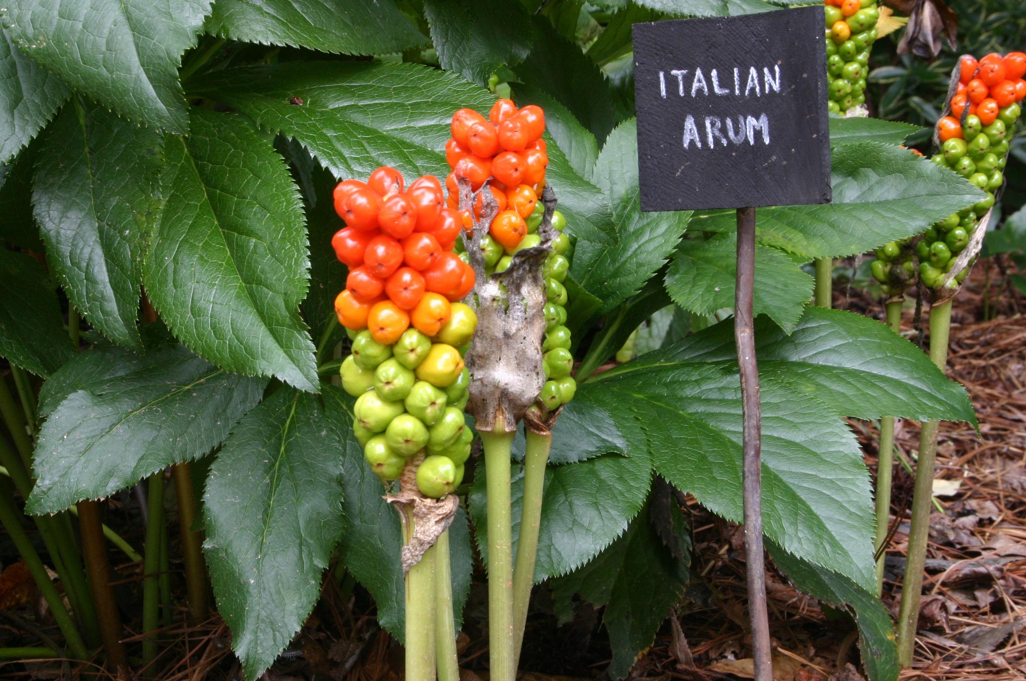 Arum Propagation Walter Reeves The Georgia Gardener