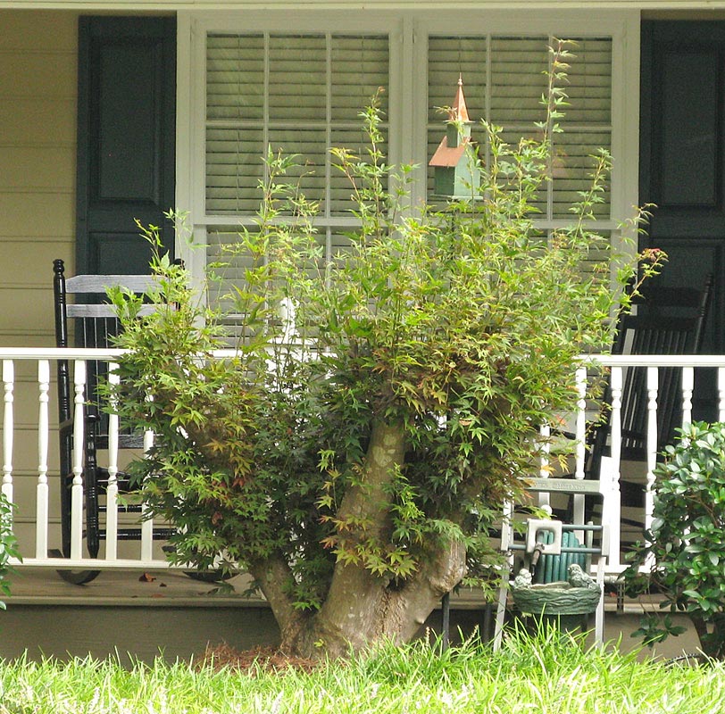 Juniper Pruning Walter Reeves The Georgia Gardener 