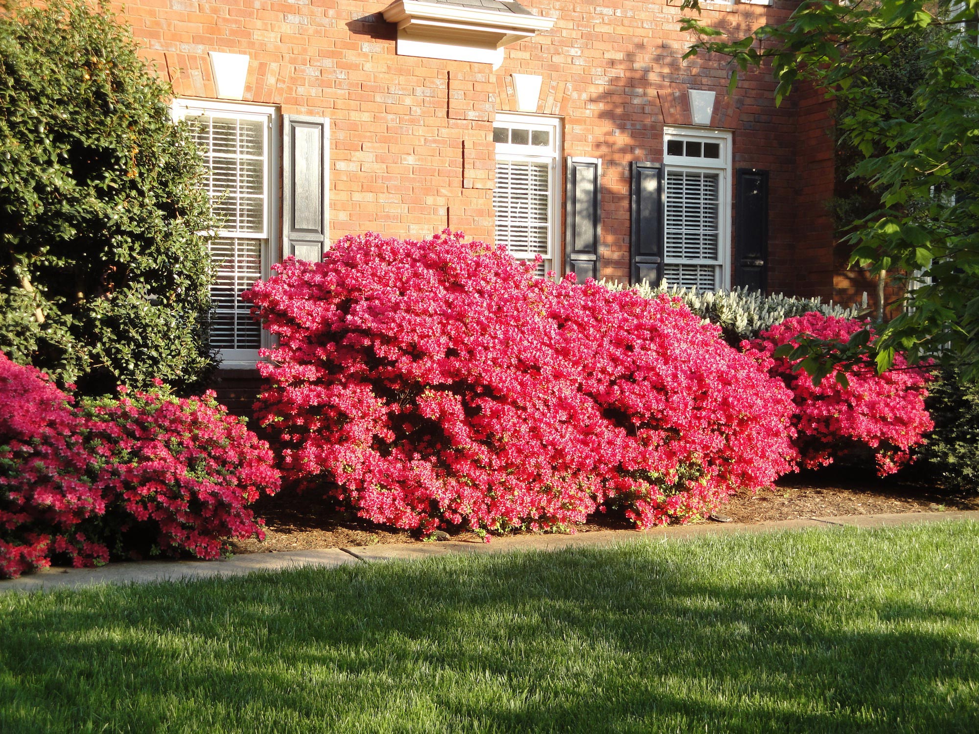 azalea-pruning-large-ones-walter-reeves-the-georgia-gardener