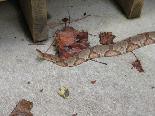 Copperhead Snake Georgia