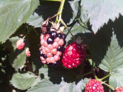 Blackberry – Fruit Turning White | Walter Reeves: The Georgia Gardener