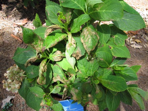 hydrangea-insecticide-burn-on-leaves-walter-reeves-the-georgia