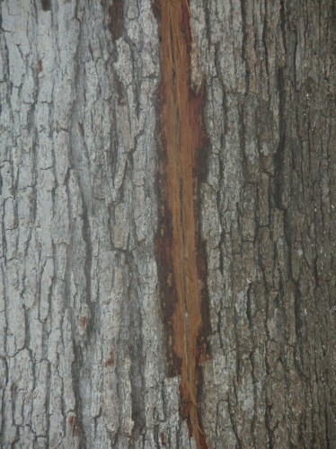 Dogwood+tree+leaves+turning+brown