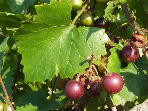 Muscadine Vine