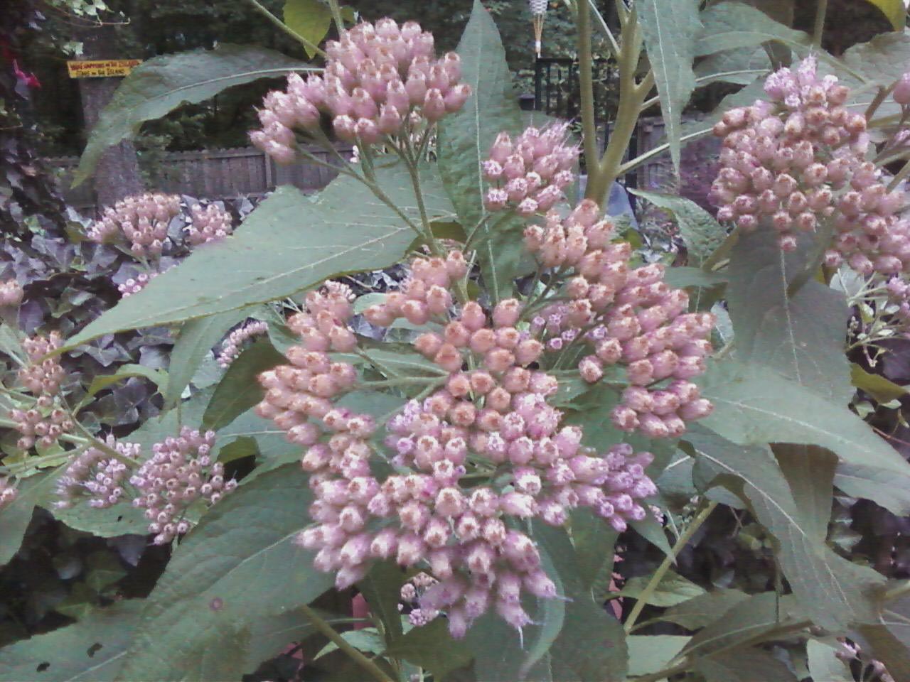 Stinkweed Identification Walter Reeves The Georgia Gardener