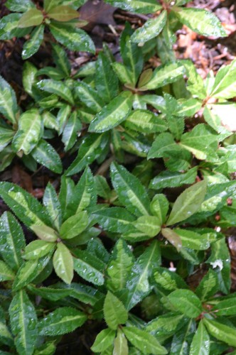 ardisia chirimen