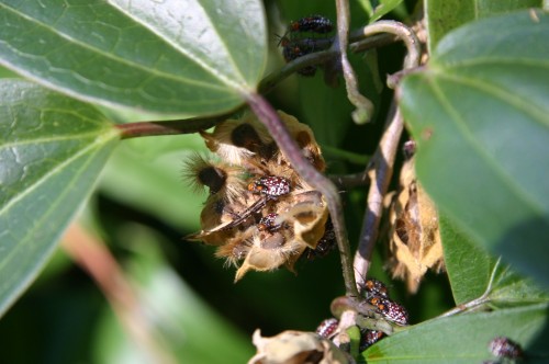 Rose Of Sharon – Seed Bugs | Walter Reeves: The Georgia Gardener