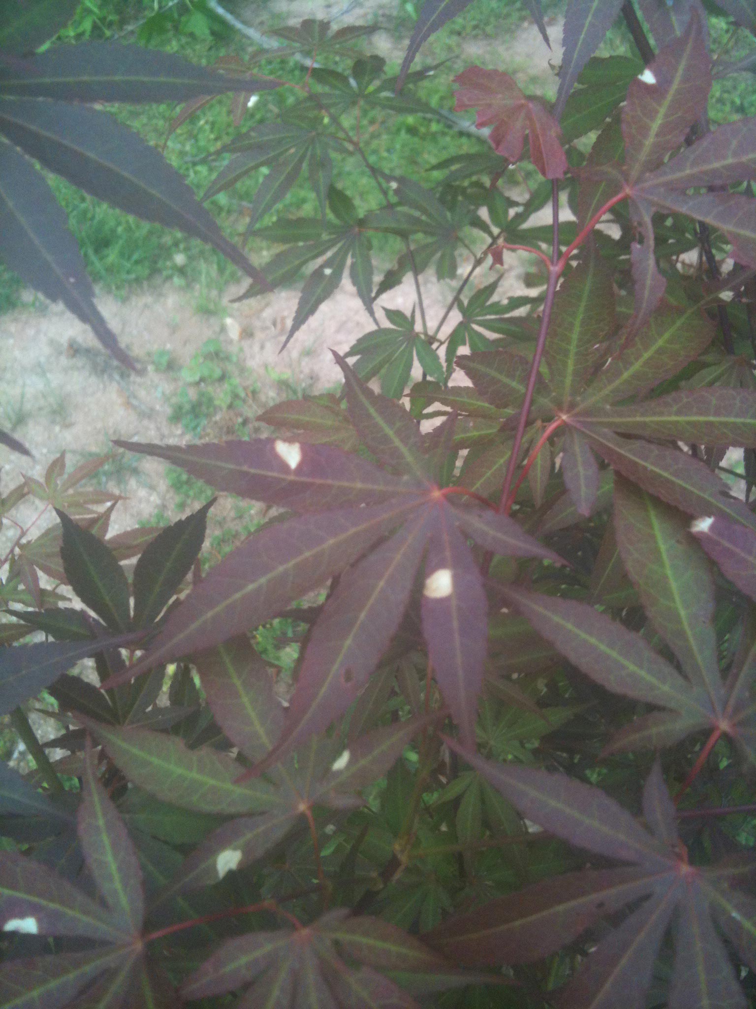 White Spots On Japanese Maple Leaf - Japanese Maple Tree Diseases Pictures