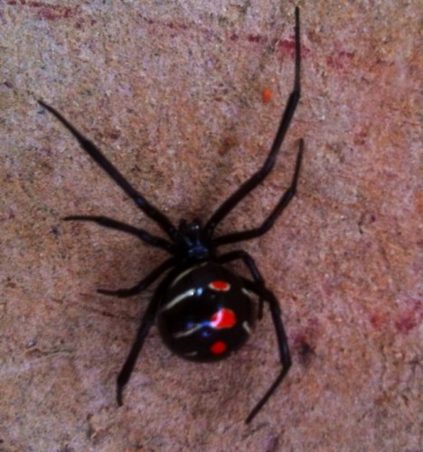 The Black Widow S Sister Arrives Natural World Bend The Source Weekly Bend Oregon